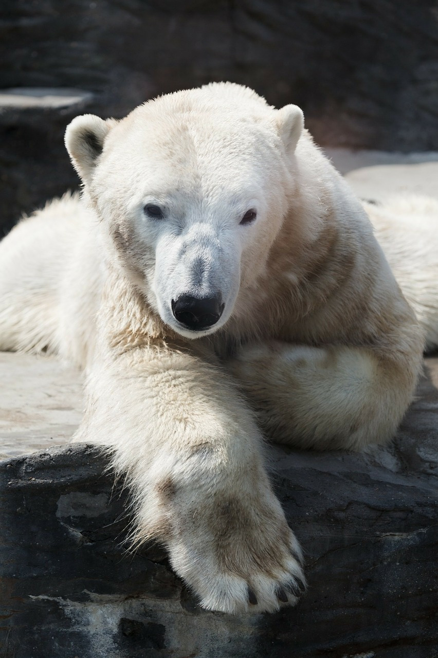 animal-165016_1280.jpg