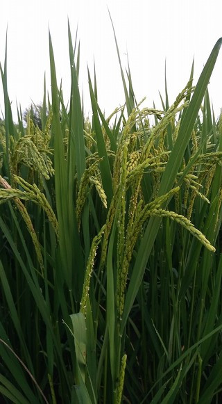 27. 고개를 숙이지 못한 이들.jpg