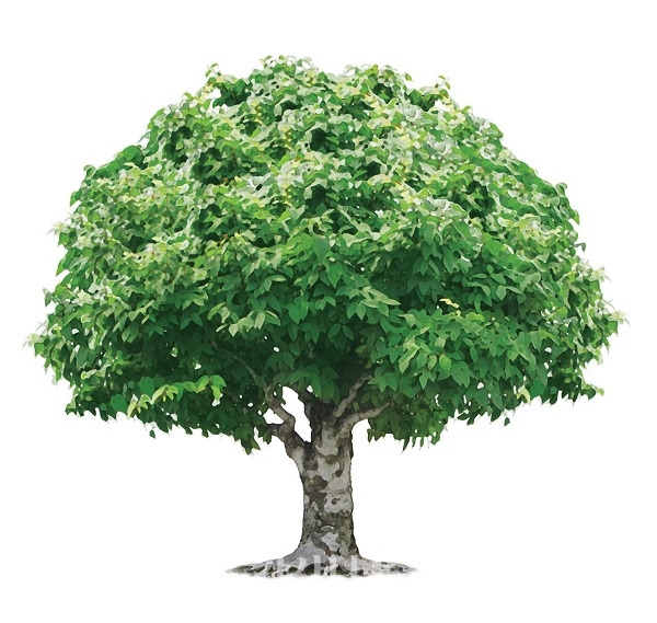 1. 나무가 되어가고 있다..jpg