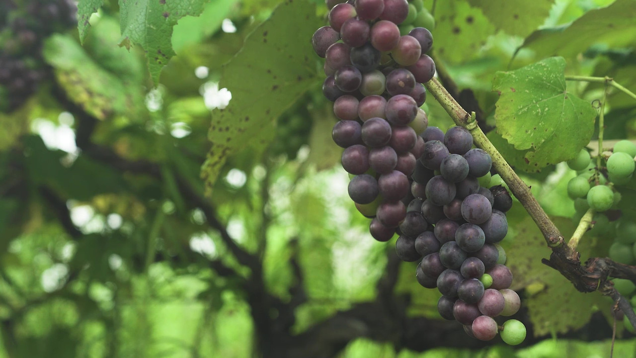 20.08.25 포도잼 (자막x)_Moment_1.jpg