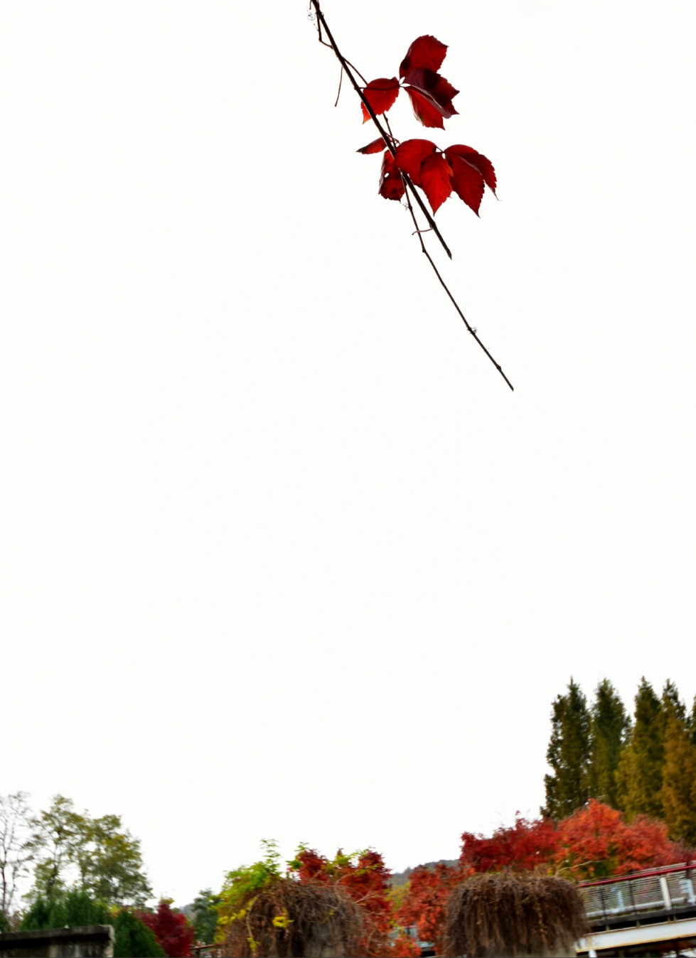 단풍하나.jpg