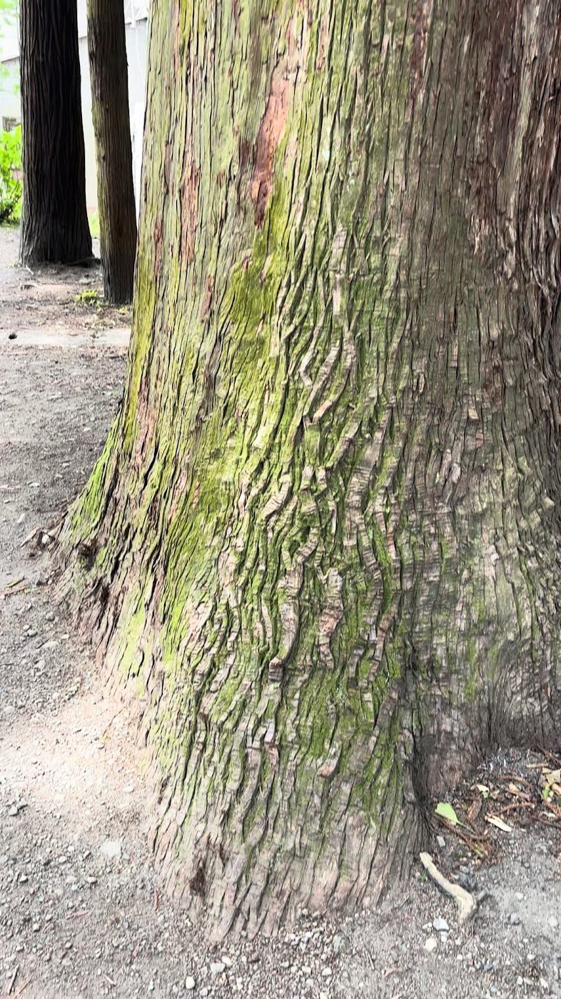 IMG_4999.MOV (1).jpg