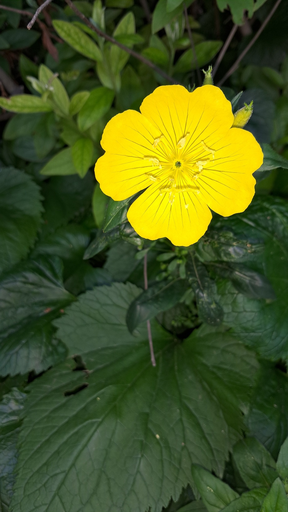 발산초 달맞이꽃.jpg