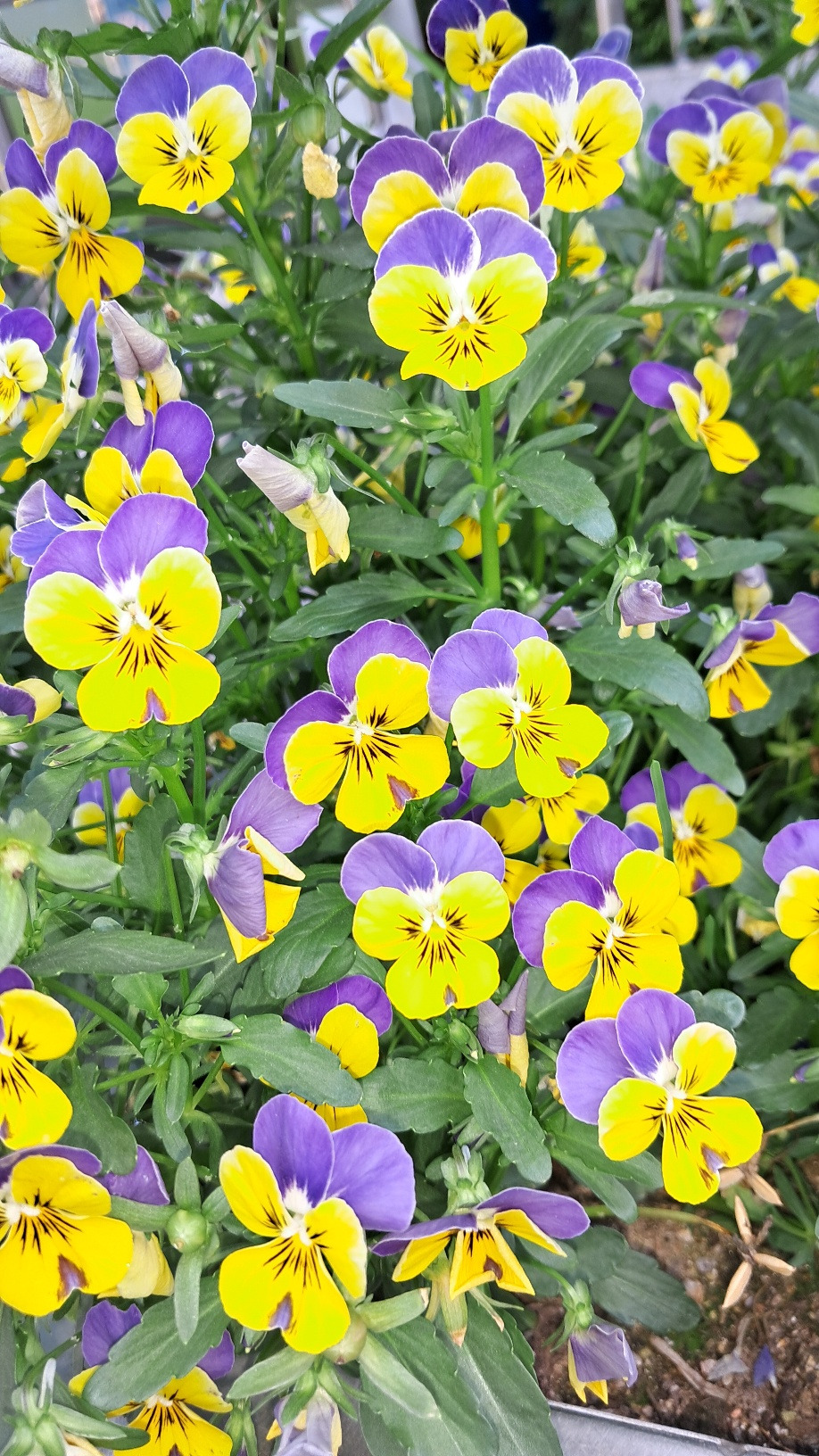 발산초 팬지.jpg