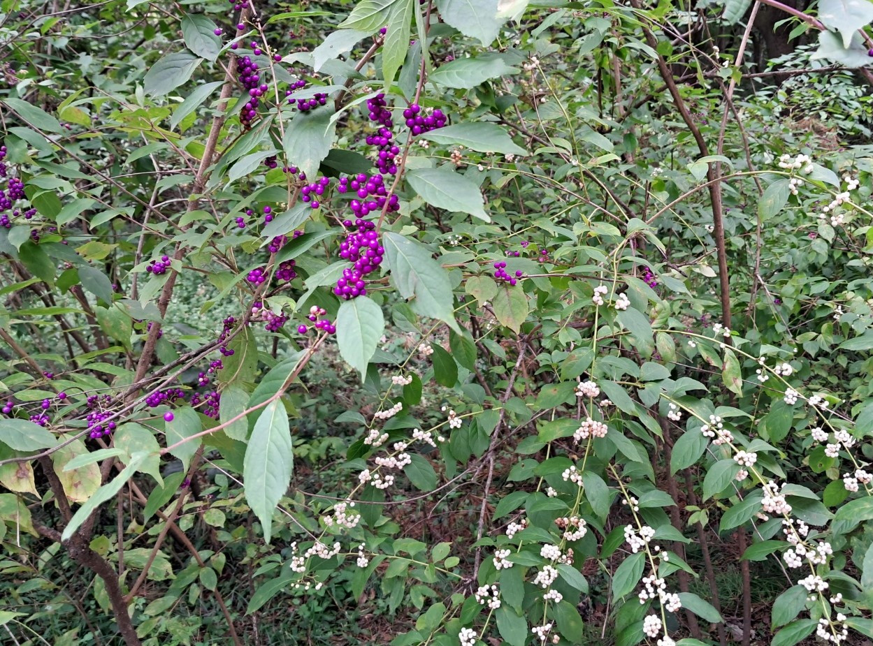 작살나무(beauty berry).jpg