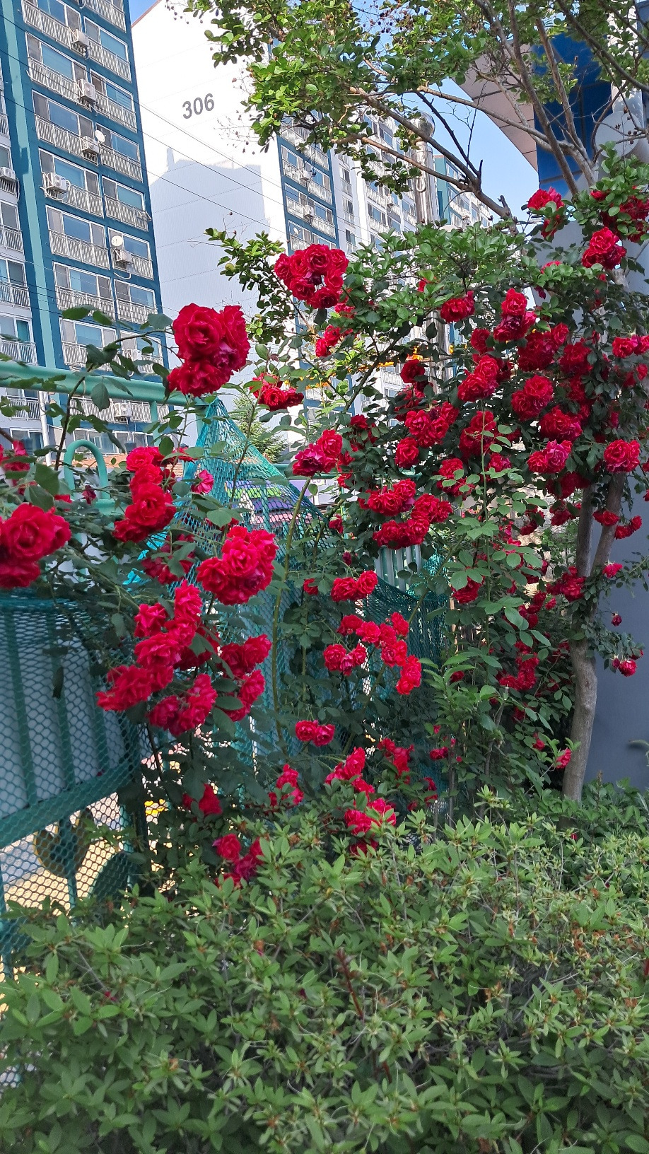 발산초 넝쿨장미.jpg