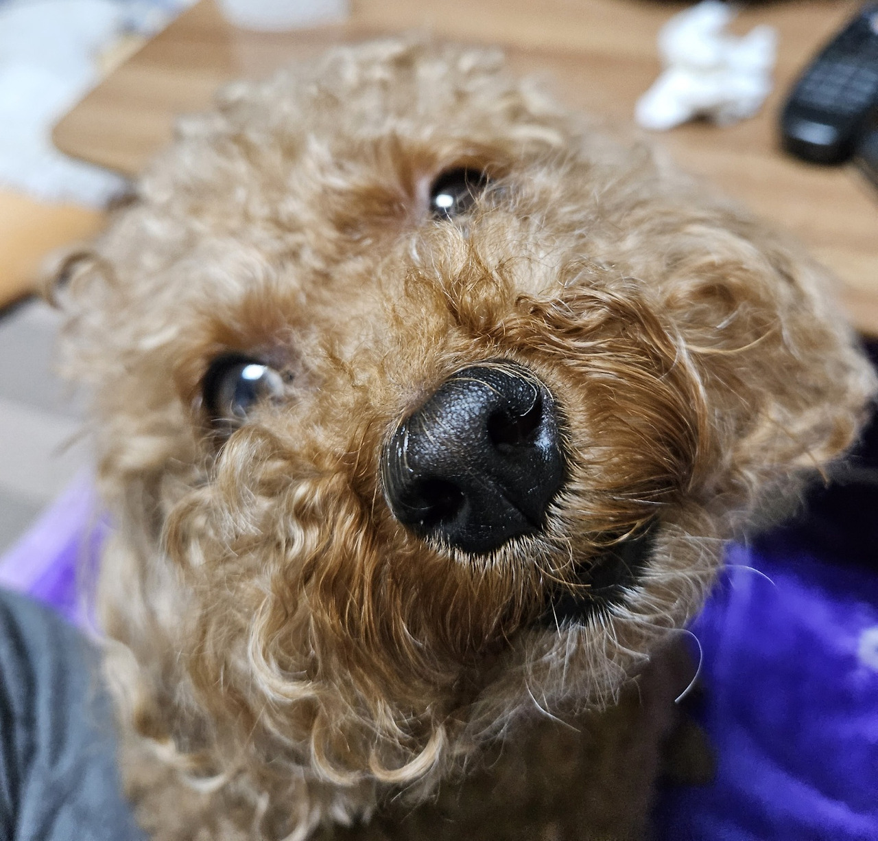 귀여운 보리 (2).jpg