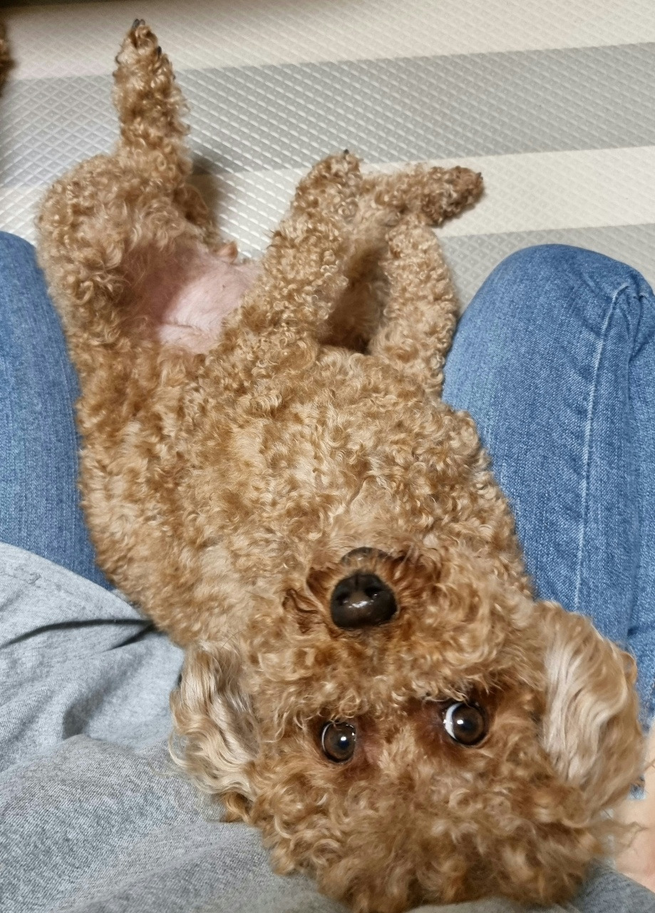 엉덩이강아지 (2).jpg