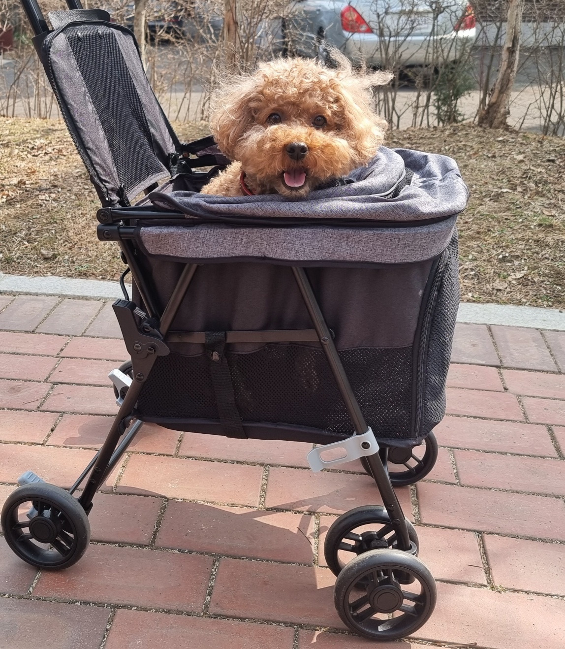 귀여운 보리 (3).jpg