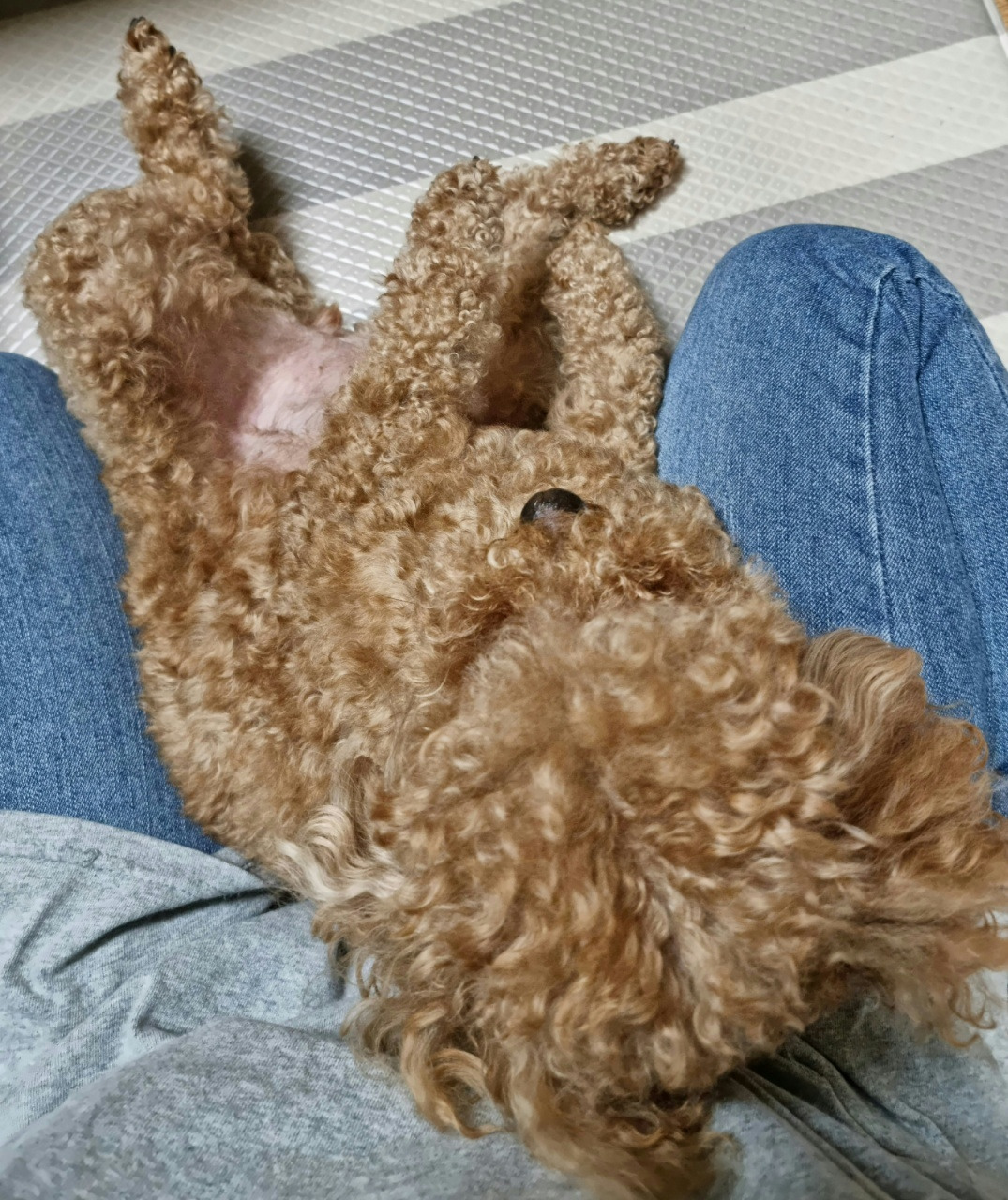 엉덩이강아지 (1).jpg