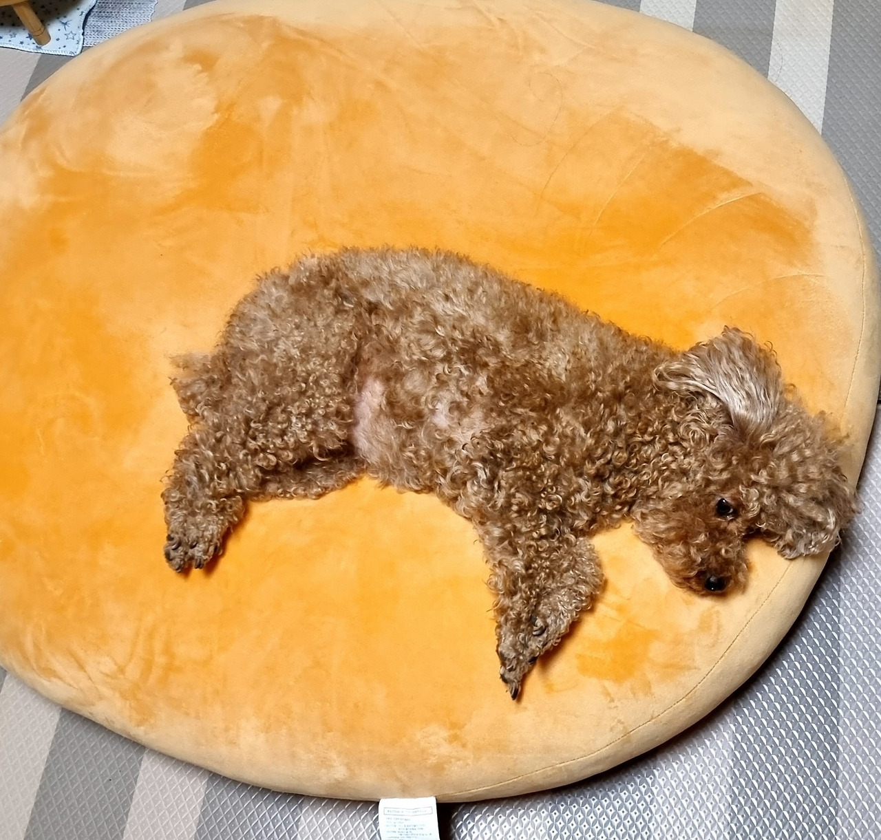 통통한보리1 (2).jpg