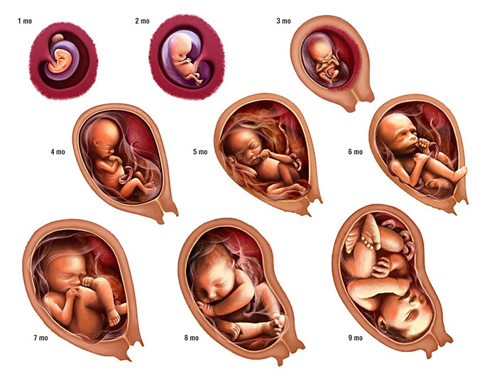 Fetal-Development.jpg