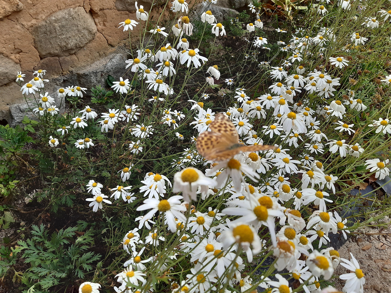 직지사 꽃 20201003_150846.jpg