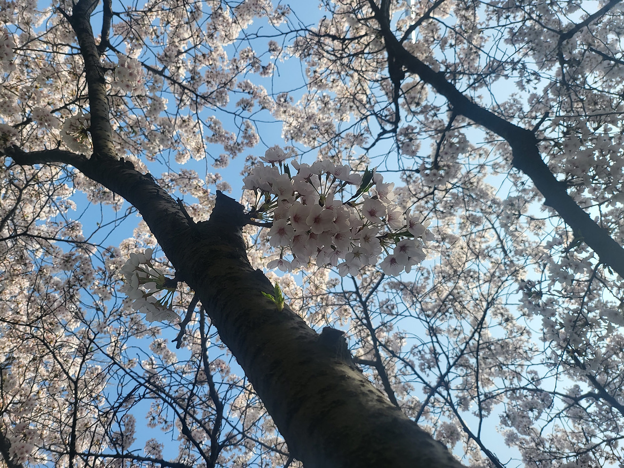 벚꽃1.jpg