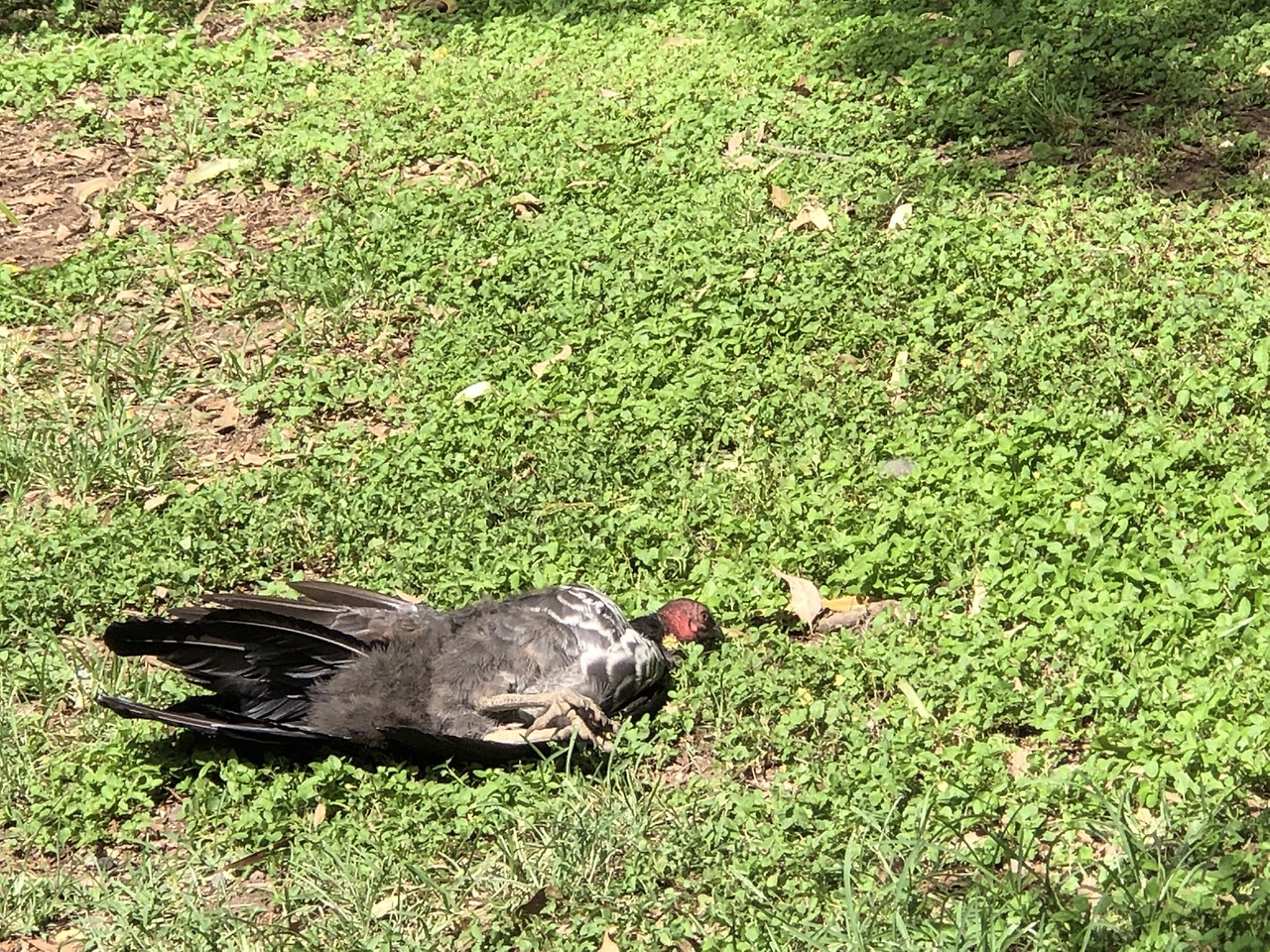 자는 칠면조.jpg