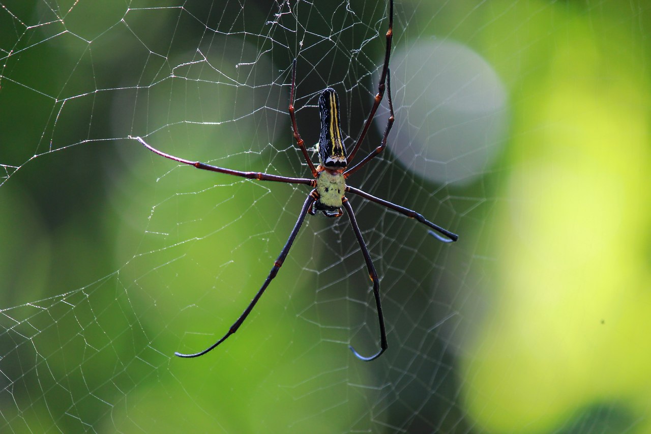 거미.jpg