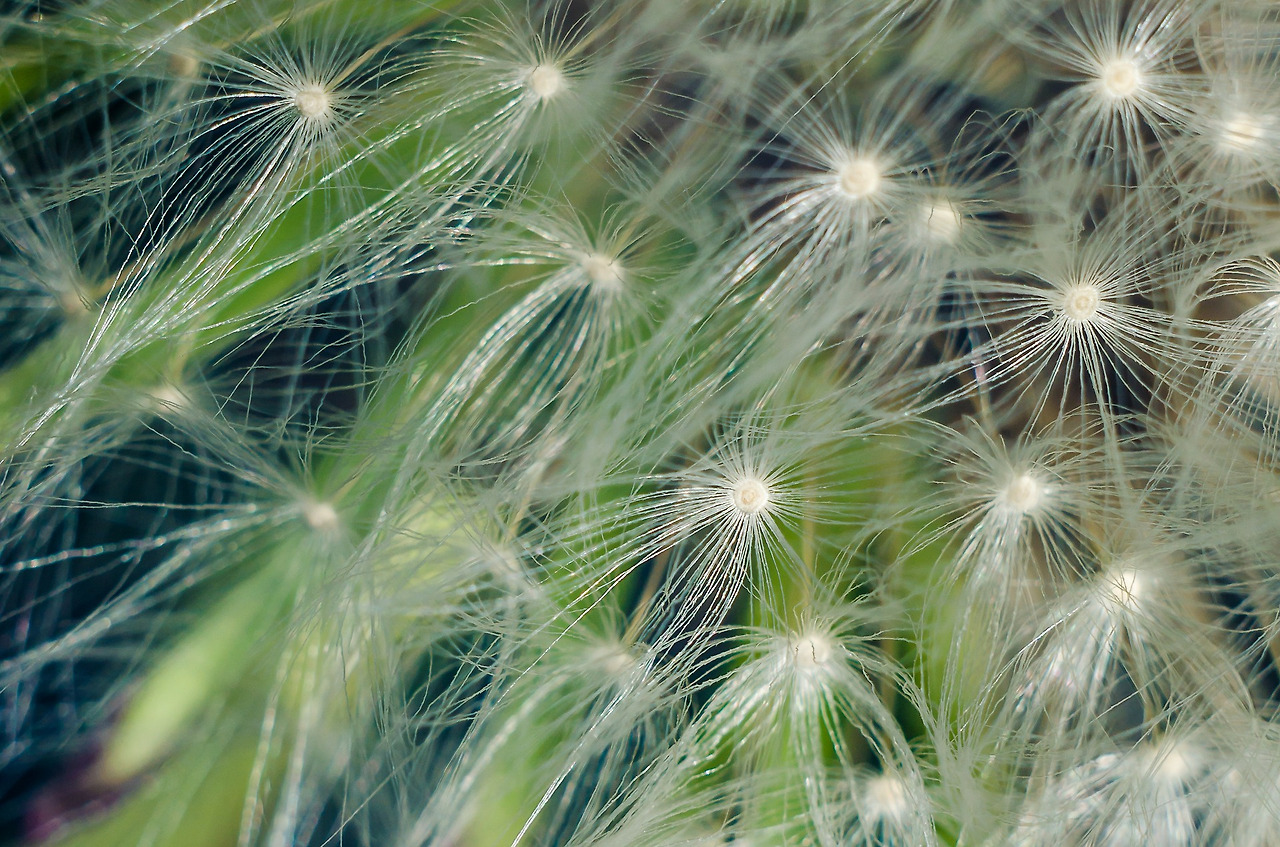 dandelion-271435_1920.jpg