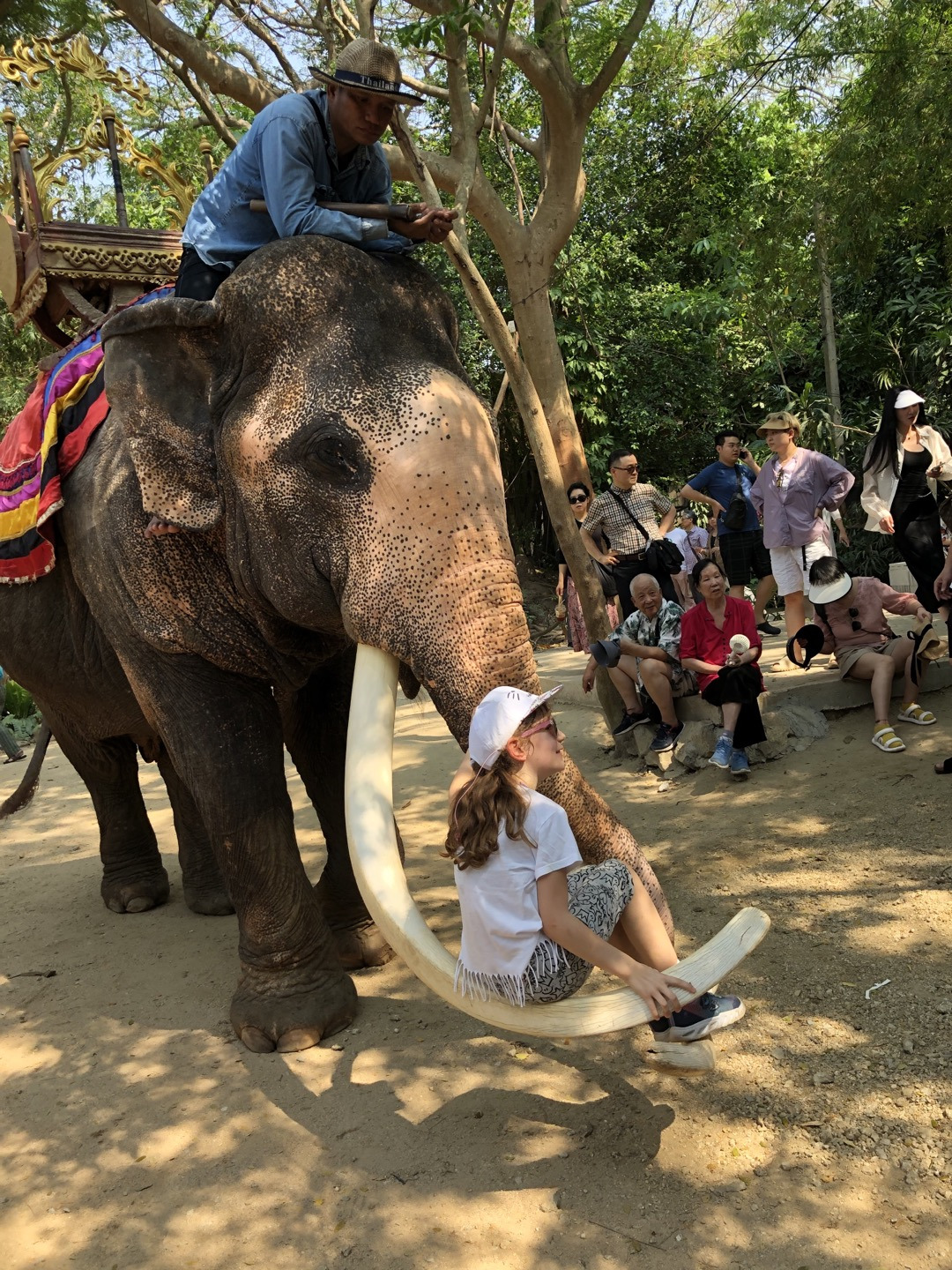 코기리불에 걸터앉기.jpg