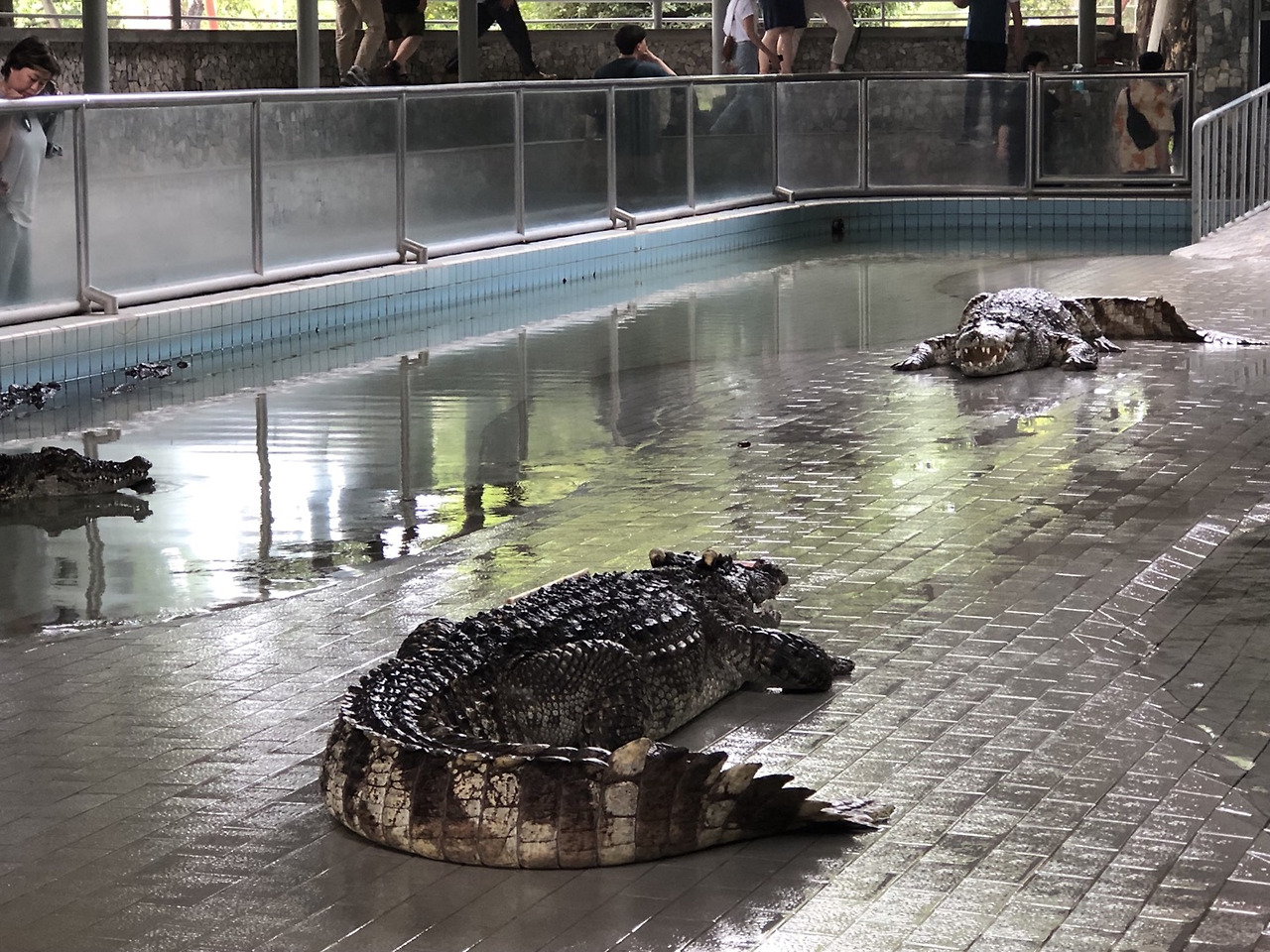 공연장의 악어.jpg