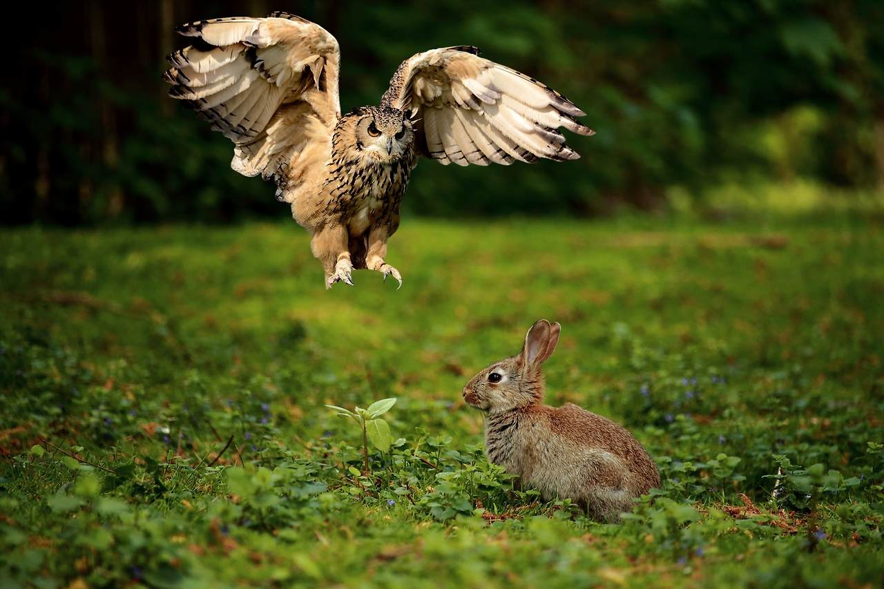 Owl Hunting a Rabbit by Capri23auto.jpg