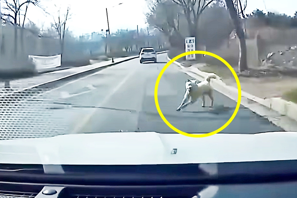 0_강아지 로드킬 직전_유튜브 채널 '한문철 TV'.jpg