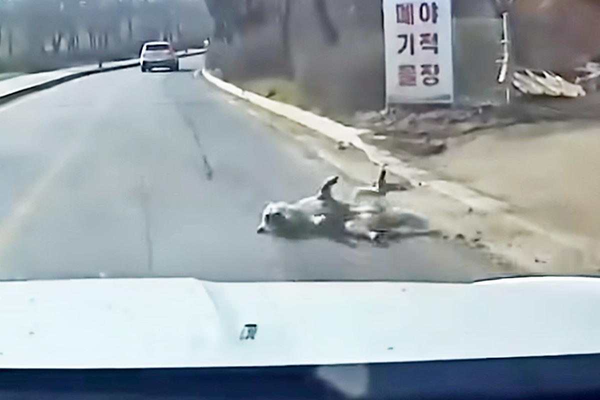 2_강아지 로드킬 직후_유튜브 채널 '한문철 TV'.jpg