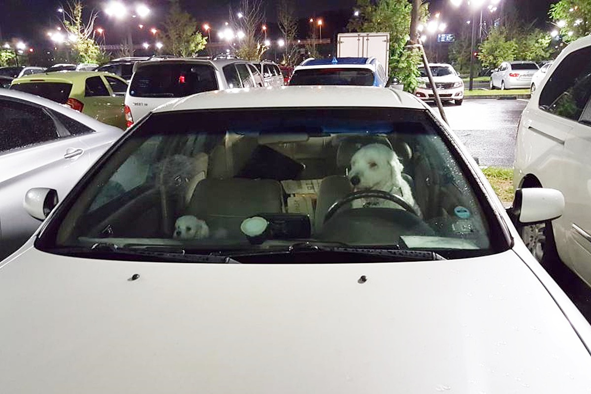 반려동물 동승 운전 4.jpg