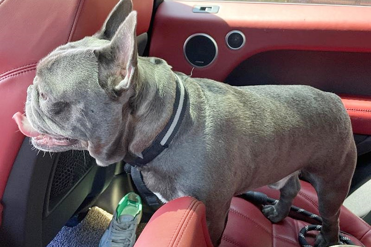 반려동물 동승 운전 5.jpg