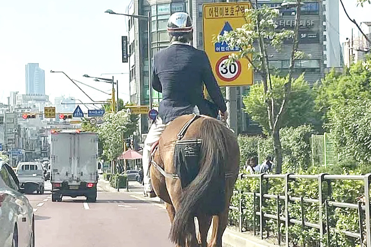 도로위말.jpg