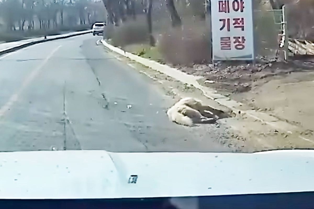 3_강아지 로드킬 직후_유튜브 채널 '한문철 TV'.jpg