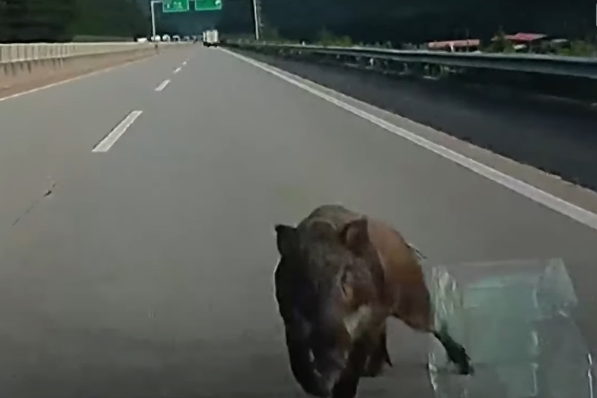 본 2TV조선뉴스.jpg