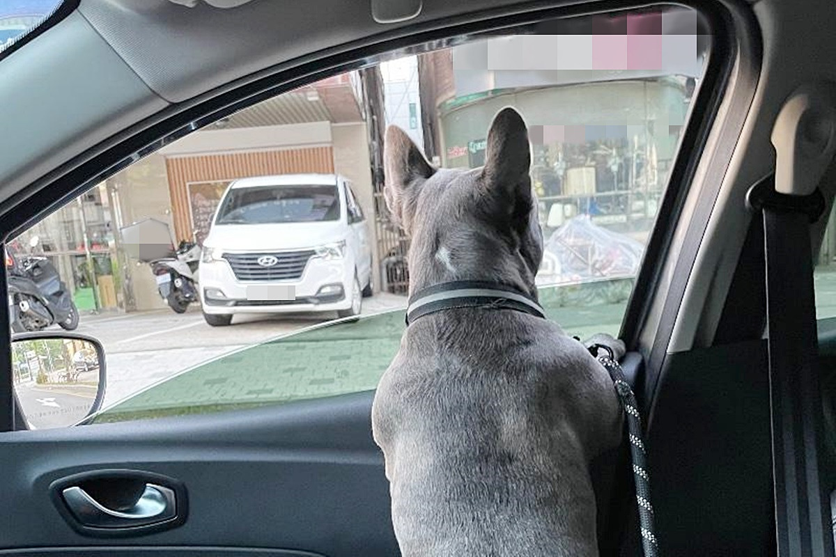 반려동물 동승 운전 2.jpg