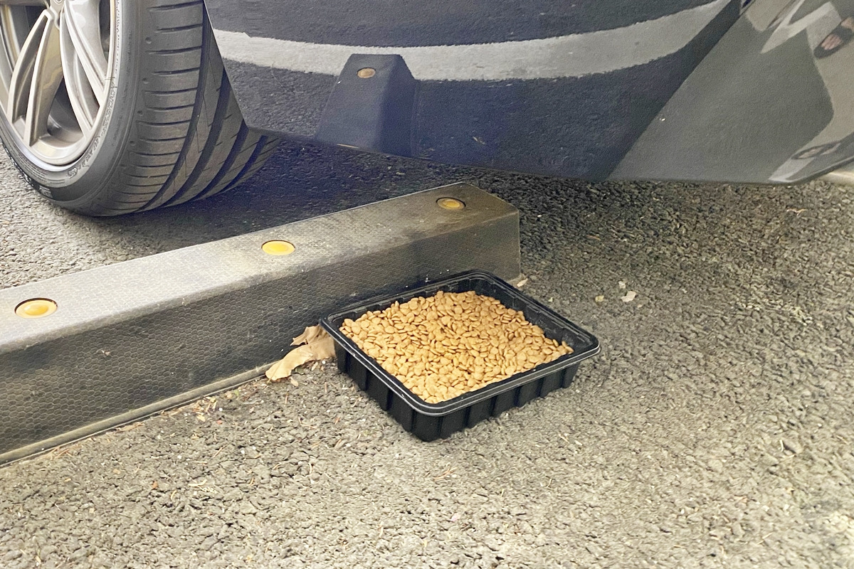 5_주차장 고양이 밥그릇_클리앙.jpg