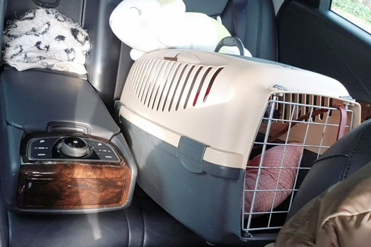 반려동물 동승 운전 6.jpg