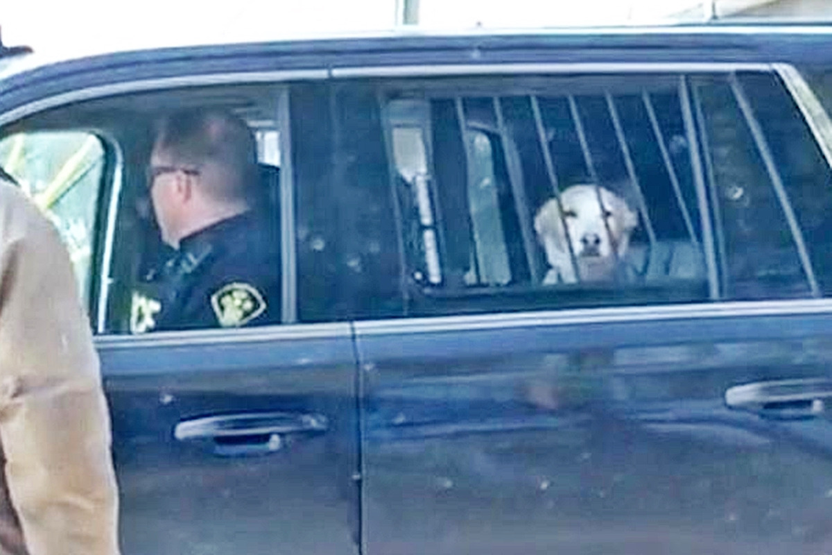 5_경찰차에 탑승한 강아지_'Fox News'.jpg