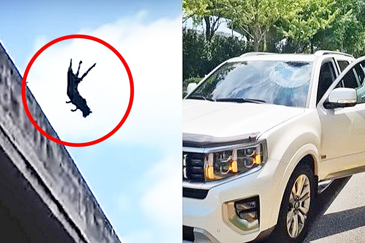 고양이 썸네일.jpg