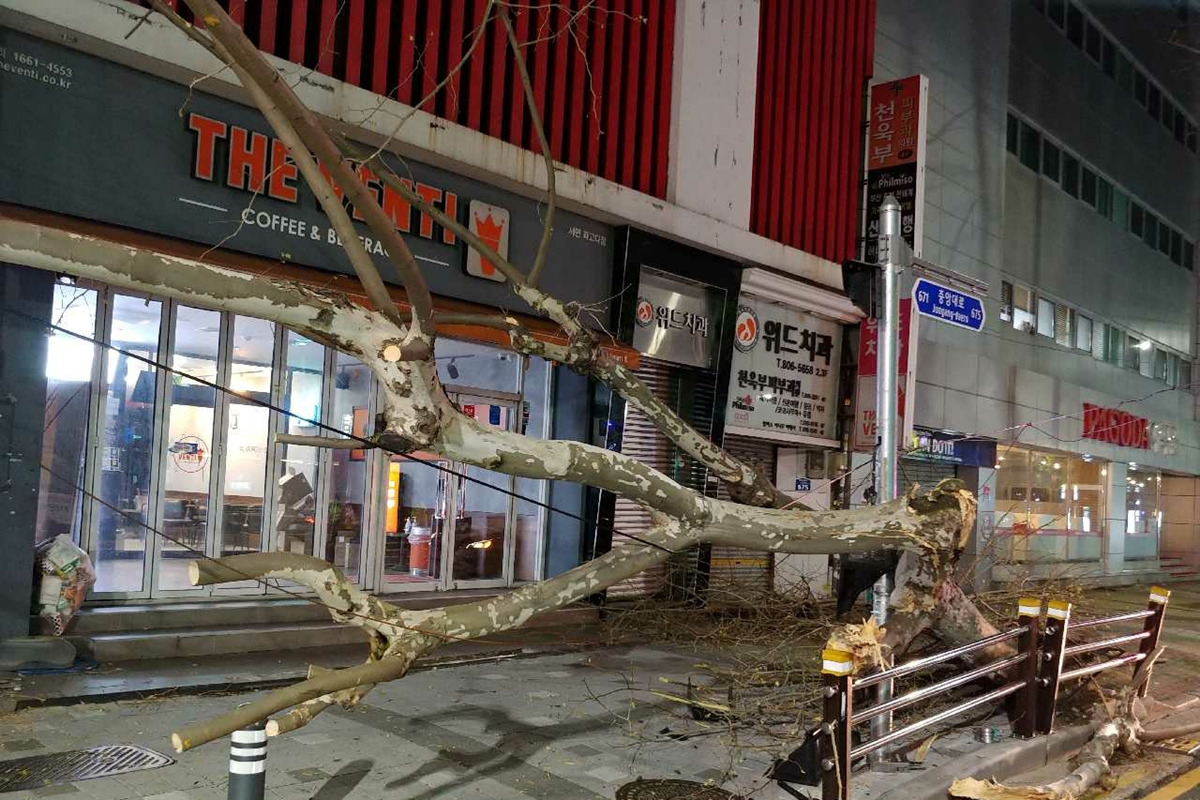 트럭에 부딪혀 쓰러진 가로수_일요신문.jpg