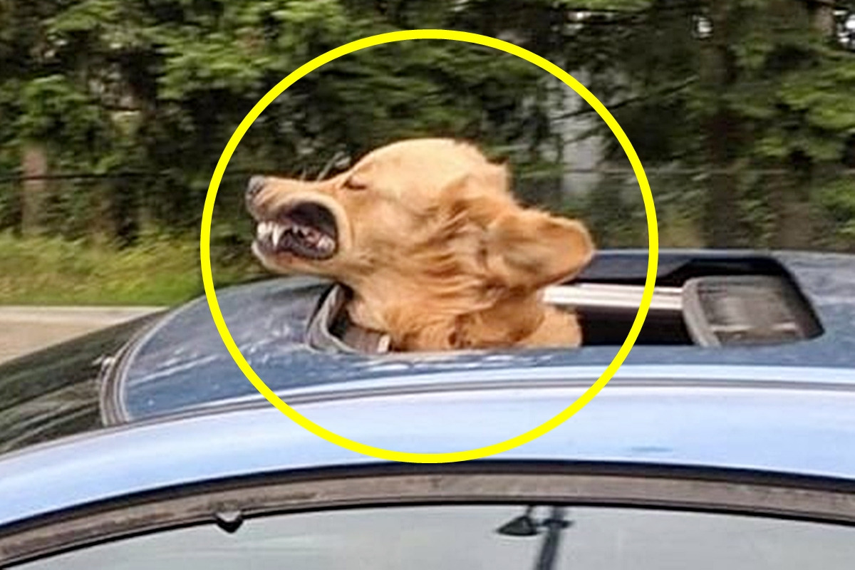 반려동물 드라이빙 안전수칙.jpg