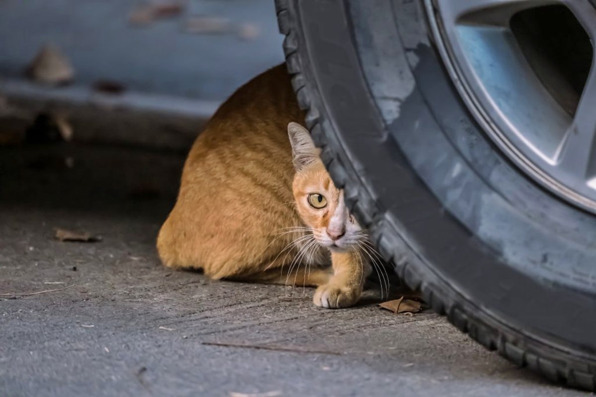길고양이 뉴스1 4.jpg