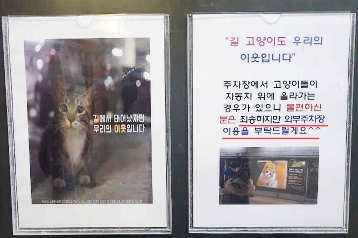 1_캣맘 안내문_보배드림.jpg