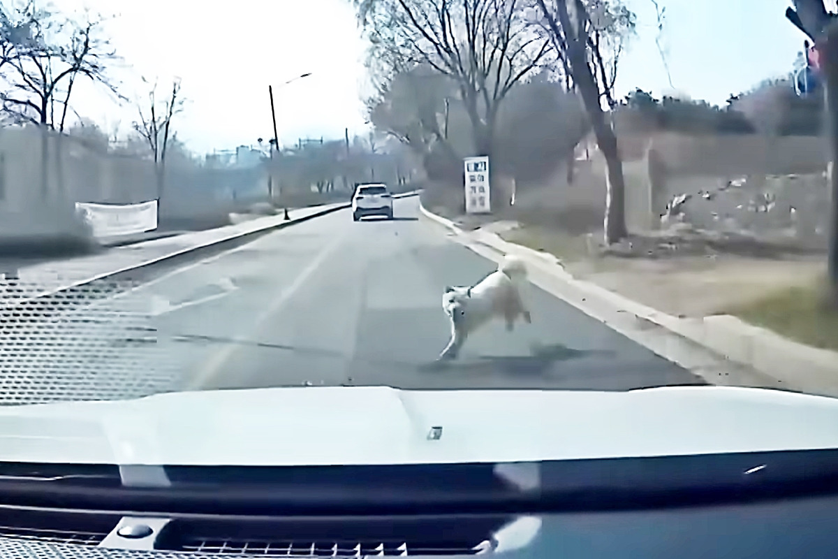 1_강아지 로드킬 직전_유튜브 채널 '한문철 TV'.jpg