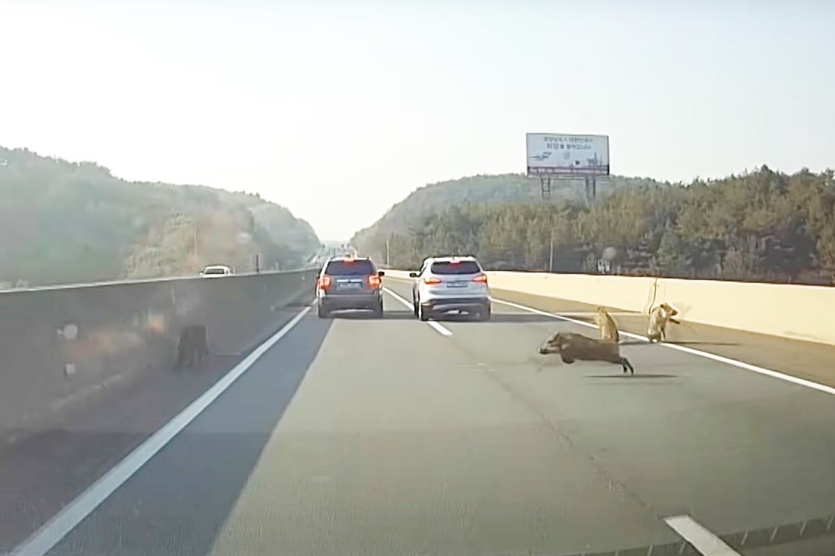 갑자기 나타난 멧돼지들 사진 출처 = 유튜브 채널 '맨인블박'.jpg