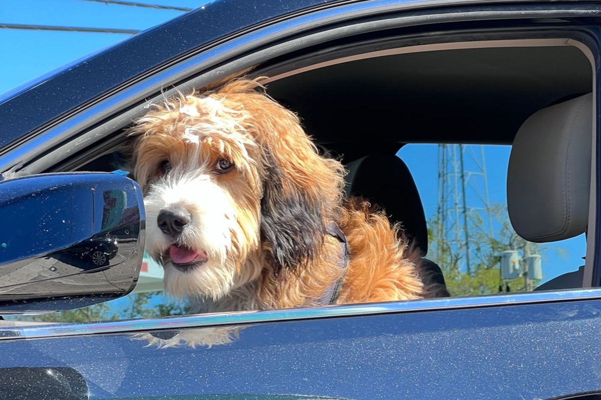 3_운전석 강아지_'Tampa Bay Times'.jpg