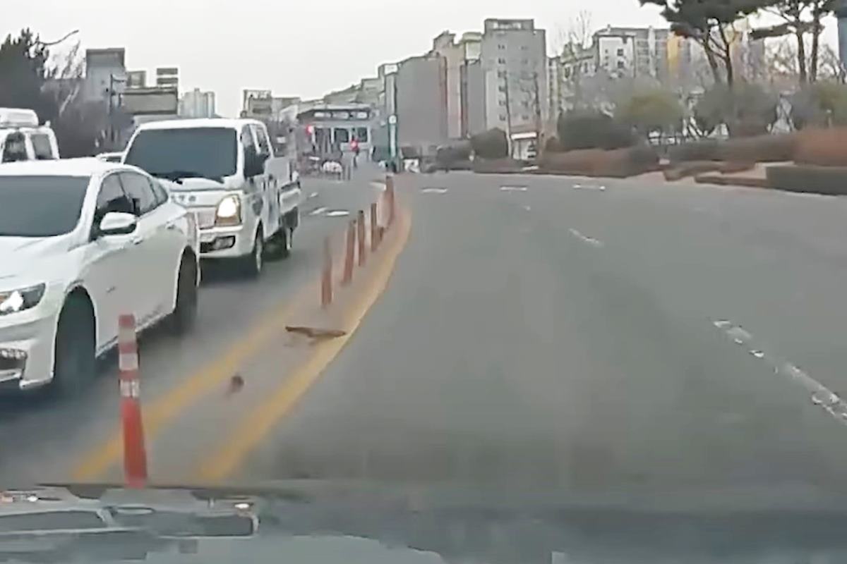 갑자기 급정거한 차 사진 출처 = '블박맛집'.jpg