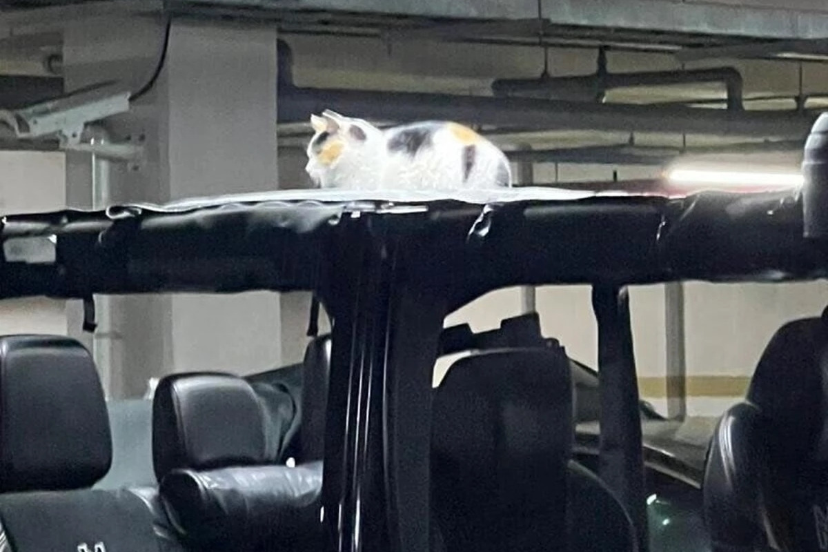 2_길냥이 식빵자세_보배드림.jpg