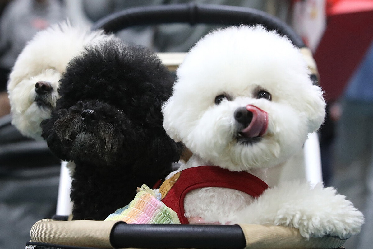 반려동물 동승 운전 1.jpg