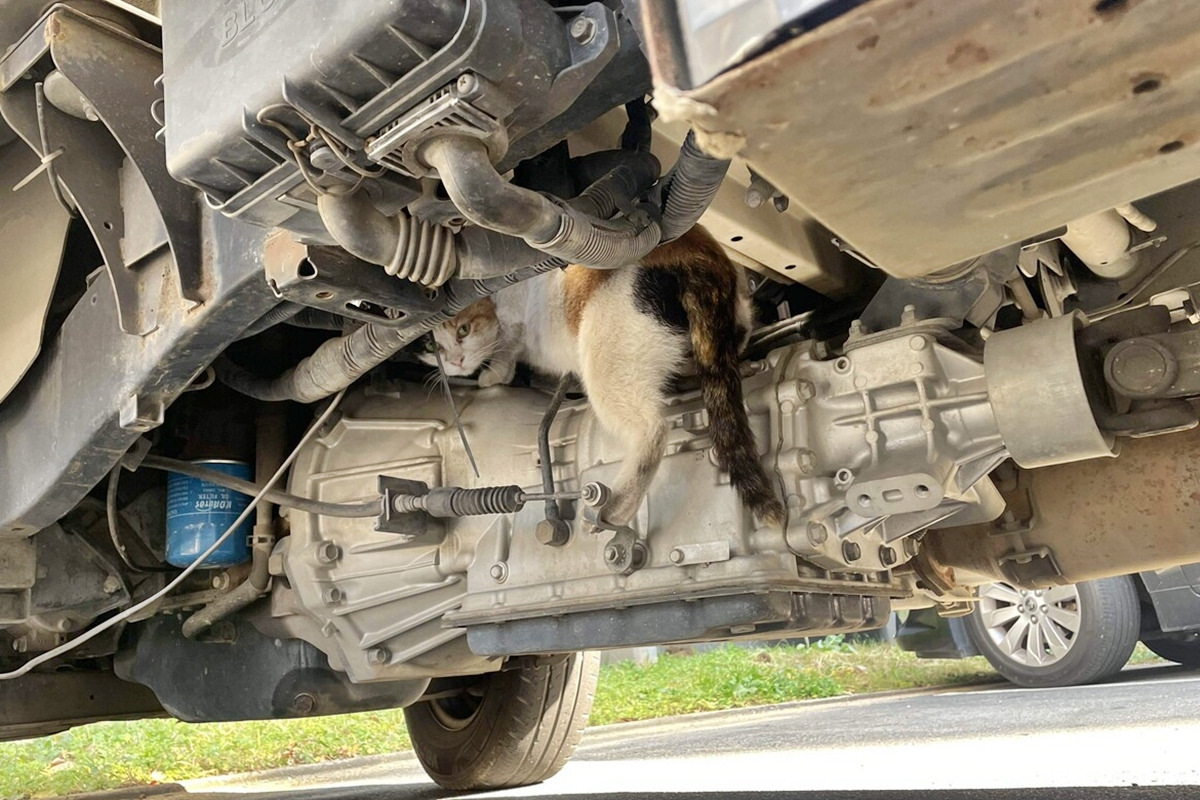 6_자동차 하부에 들어간 길고양이_블라인드.jpg