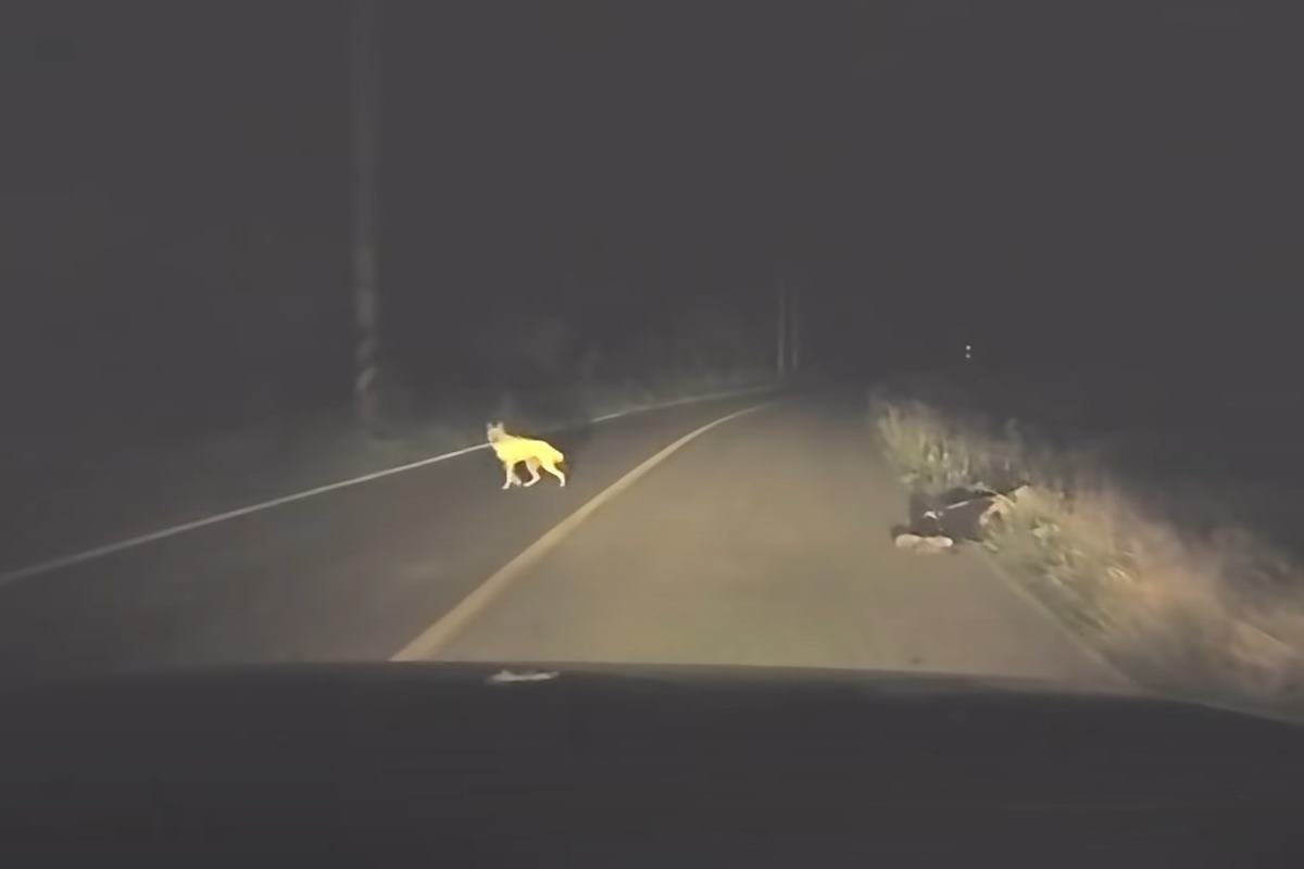 야밤에 나타난 들개 사진 출처 = 유튜브 채널 '맨인블박'.jpg
