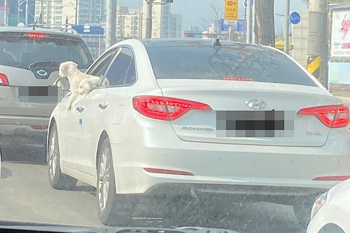 반려동물 동승 운전 3.jpg