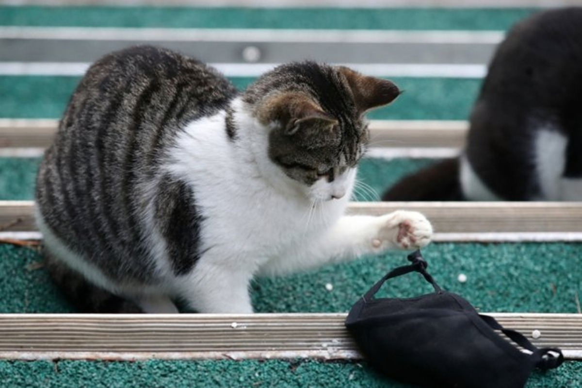 고양이 뉴스1 6.jpg